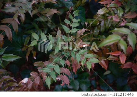 路邊植物 111215446