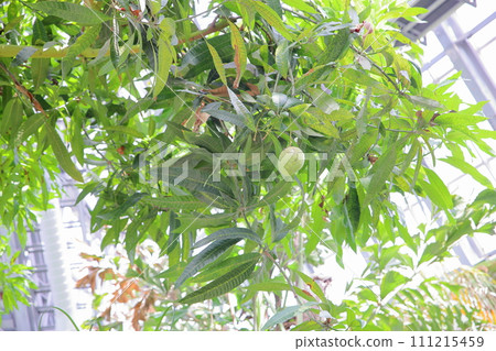 Mango fruit 111215459