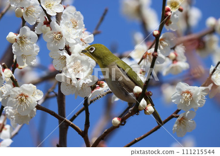 Mejiro-2 looks like it's enjoying spring surrounded by white plum blossoms 111215544