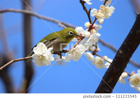 目白同學就像是在白梅花簇擁下享受春天的人 目白同學就像是在白梅花簇擁下享受春天的人 111215545
