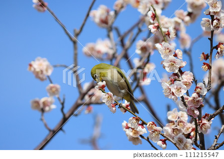 Mejiro-go looks like someone enjoying spring surrounded by white plum blossoms 111215547