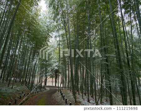 雪天的早晨竹林 雪天的早晨竹林 111215698