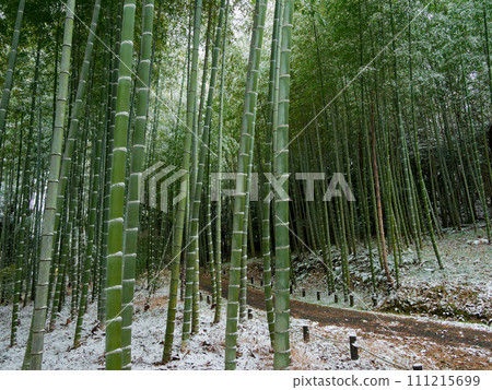 Snowy morning bamboo forest Snowy morning bamboo forest 111215699