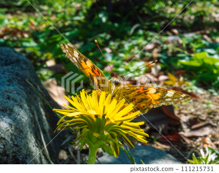 Himeakadate butterfly sucking nectar from a dandelion Himeakadate butterfly sucking nectar from a dandelion 111215731