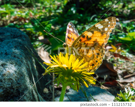 Himeakadate butterfly sucking nectar from a dandelion Himeakadate butterfly sucking nectar from a dandelion 111215732