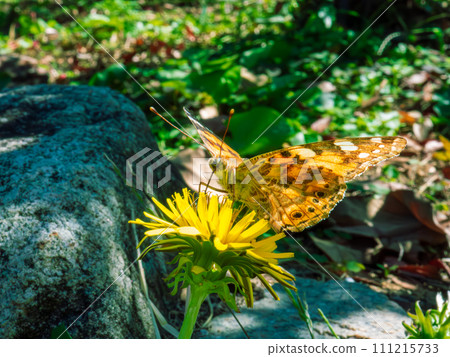 姬赤館蝴蝶從蒲公英吸取花蜜 111215733