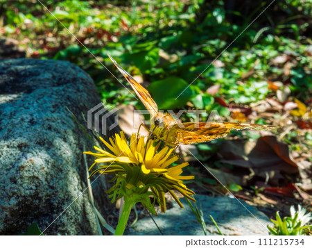 姬赤館蝴蝶從蒲公英吸取花蜜 姬赤館蝴蝶從蒲公英吸取花蜜 111215734