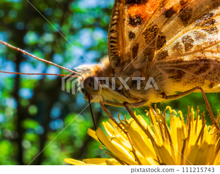 Himeakadate butterfly sucking nectar from a dandelion Himeakadate butterfly sucking nectar from a dandelion 111215743