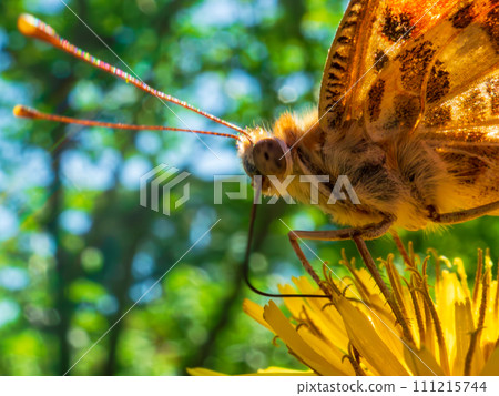 姬赤館蝴蝶從蒲公英吸取花蜜 111215744