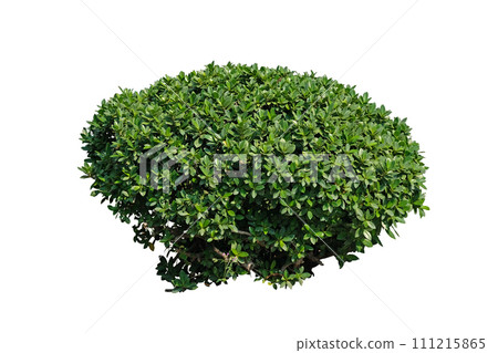 Green bush shape banyan tree Green bush shape banyan tree 111215865