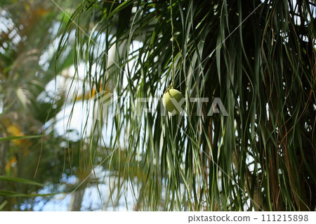 Mango fruit Mango fruit 111215898