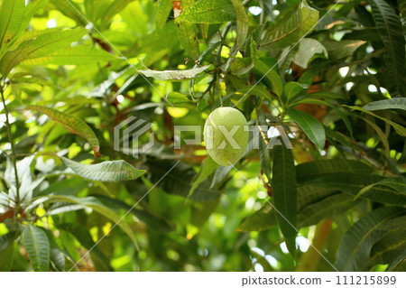 Mango fruit Mango fruit 111215899