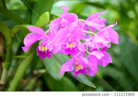 卡特蘭花 111215900