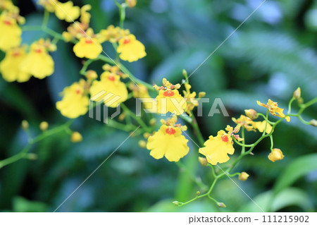 Onshidium flowers 111215902