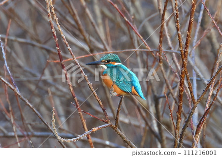 Kingfisher perching on a branch of the Oppe River swan landing site in Kawajima-cho, Hiki-gun, Saitama Prefecture 111216001