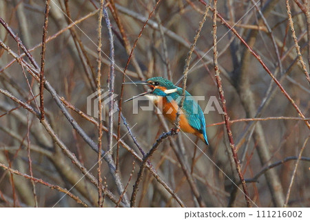 Koshibe River swan visiting area in Kawashima-cho, Hiki-gun, Saitama Prefecture. A kingfisher perches on a branch in the riverbank and spits out the small fish it swallowed. 111216002