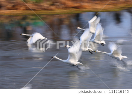 Koshibegawa, Kawashima-cho, Hiki-gun, Saitama Prefecture, where swans come to visit; 111216145