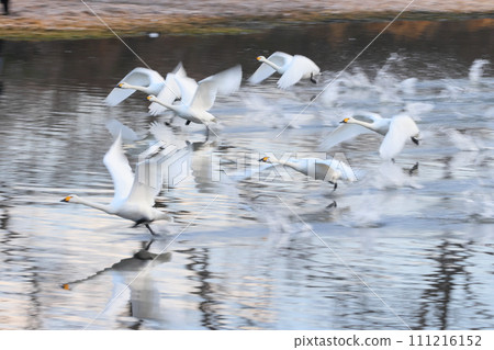 Koshibegawa, Kawashima-cho, Hiki-gun, Saitama Prefecture, where swans come to visit; Koshibegawa, Kawashima-cho, Hiki-gun, Saitama Prefecture, where swans come to visit; 111216152