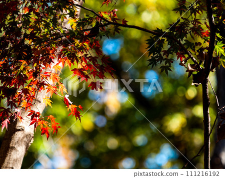秋天的風景 美麗多彩的秋葉 秋天的風景 美麗多彩的秋葉 111216192