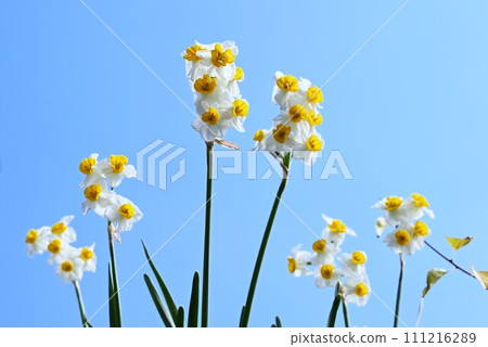 水仙花花 水仙花花 111216289