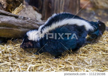 行走的條紋臭鼬 神戶動物王國 兵庫縣神戶市 111216386