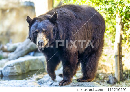 行走的美國黑熊 神戶動物王國 兵庫縣神戶市 行走的美國黑熊 神戶動物王國 兵庫縣神戶市 111216391