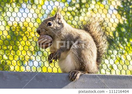 個性開朗的日本松鼠神戶動物王國兵庫縣神戶市 111216404
