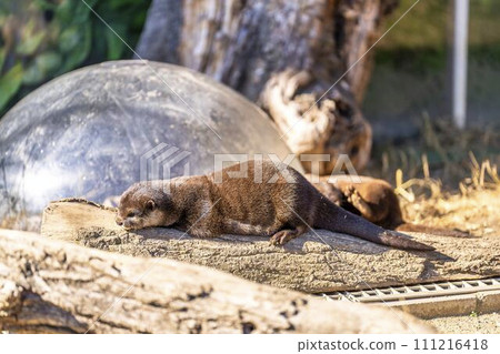 快樂玩耍的小爪水獺 神戶動物王國 兵庫縣神戶市 111216418