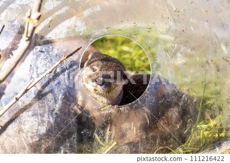 A small-clawed otter playing happily Kobe Animal Kingdom Kobe City, Hyogo Prefecture 111216422