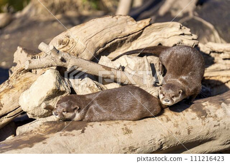 A small-clawed otter playing happily Kobe Animal Kingdom Kobe City, Hyogo Prefecture 111216423