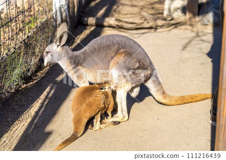 Red kangaroo breastfeeding Kobe Animal Kingdom Kobe City, Hyogo Prefecture 111216439