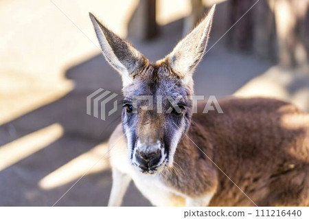 紅袋鼠臉 神戶動物王國 兵庫縣神戶市 111216440