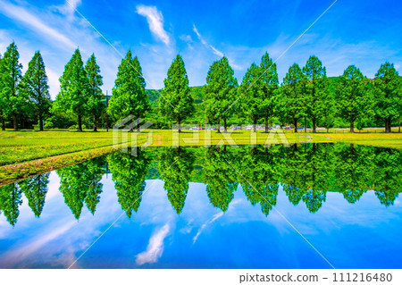 Makino Highland Metasequoia tree-lined fresh green Makino Highland Metasequoia tree-lined fresh green 111216480