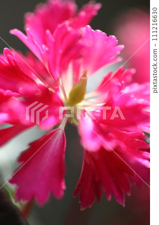 花扇/大文字草花 花扇/大文字草花 111216630