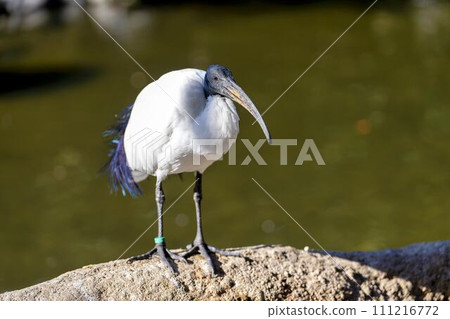 African black ibis looking for food Kobe Animal Kingdom Kobe City, Hyogo Prefecture African black ibis looking for food Kobe Animal Kingdom Kobe City, Hyogo Prefecture 111216772
