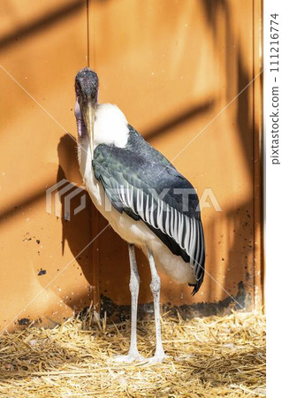 African Bald Stork sunbathing Kobe Animal Kingdom Kobe City, Hyogo Prefecture 111216774