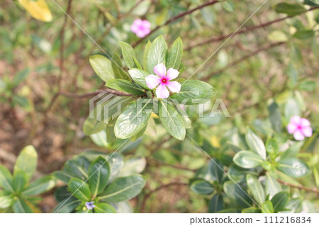 beautiful flower in the garden 111216834