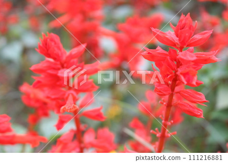 flowers of red Salvia splendens  111216881