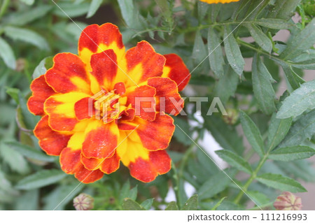 red orange flowers in the garden red orange flowers in the garden 111216993