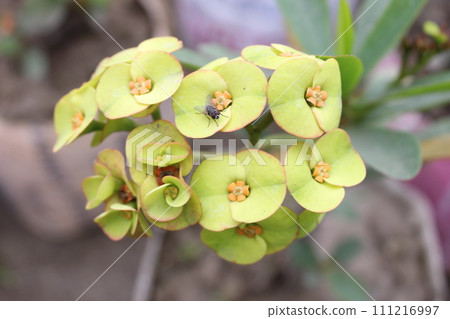 green apple tree with water drops on a branch 111216997