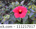 一月那霸街道樹上盛開的芙蓉花 111217017