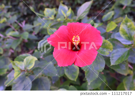 Hibiscus blooming on the street trees in Naha in January 111217017