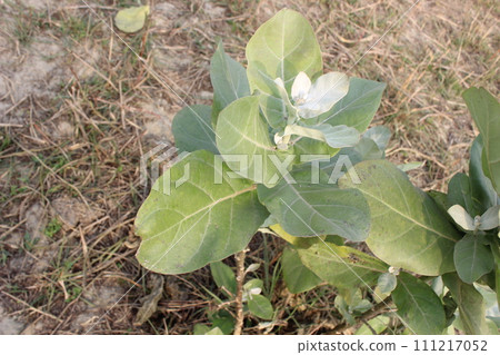 closeup of Calotropis gigantea in bloom 111217052