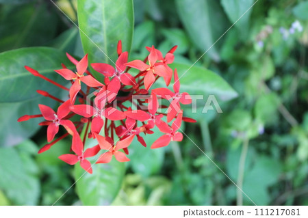 close-up of Ixora javanica or Asoka pink flower 111217081