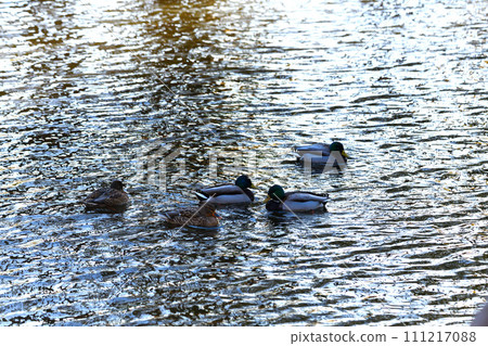 Mallard winter waterside 111217088