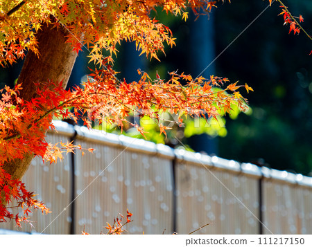 秋天的風景 美麗多彩的秋葉 111217150