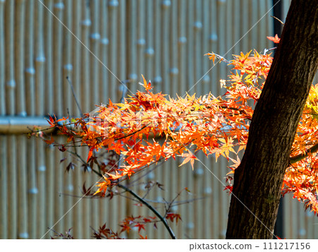秋天的風景 美麗多彩的秋葉 111217156