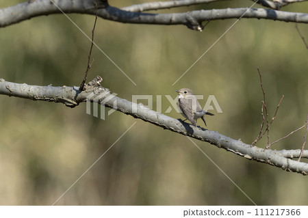紅喉姬鶲 紅喉姬鶲 111217366