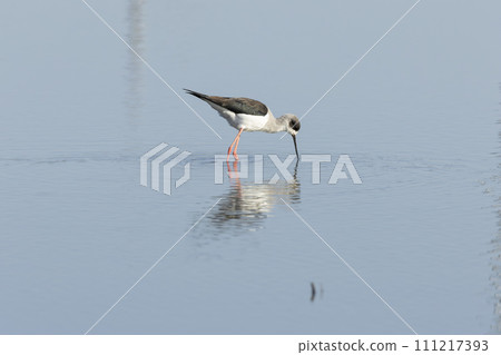 Black-winged stilt Black-winged stilt 111217393