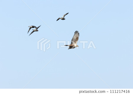 A crow A crow 111217416